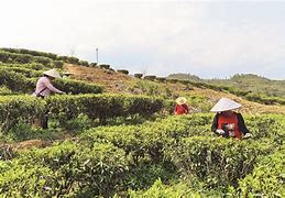 竹溪县茶山认养模式乡村旅游与茶叶产业的融合创新