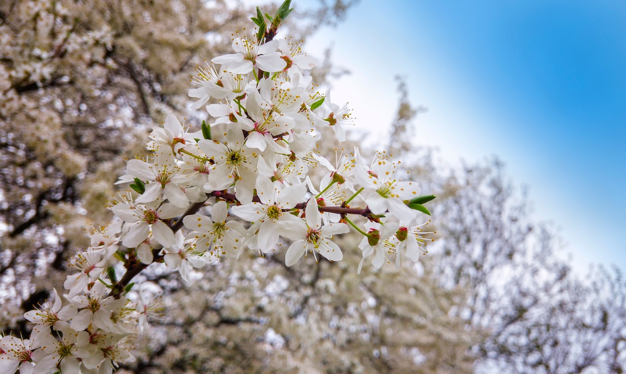 春游一日，探秘花卉密码，一字解锁赏花行